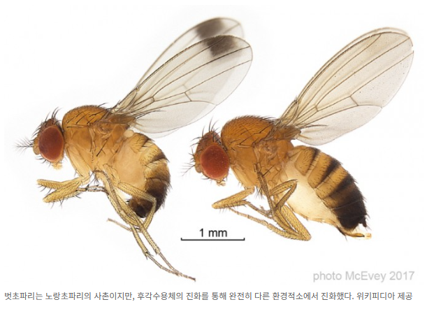 제목 : 빵냄새에 고이는 침…초파리 더듬이의 ‘문법’과 이어진다