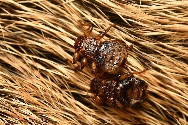 [사이테크+] “사슴 몸에 정착하면 날개 떼고 시각 민감도 낮추는 흡혈 곤충”